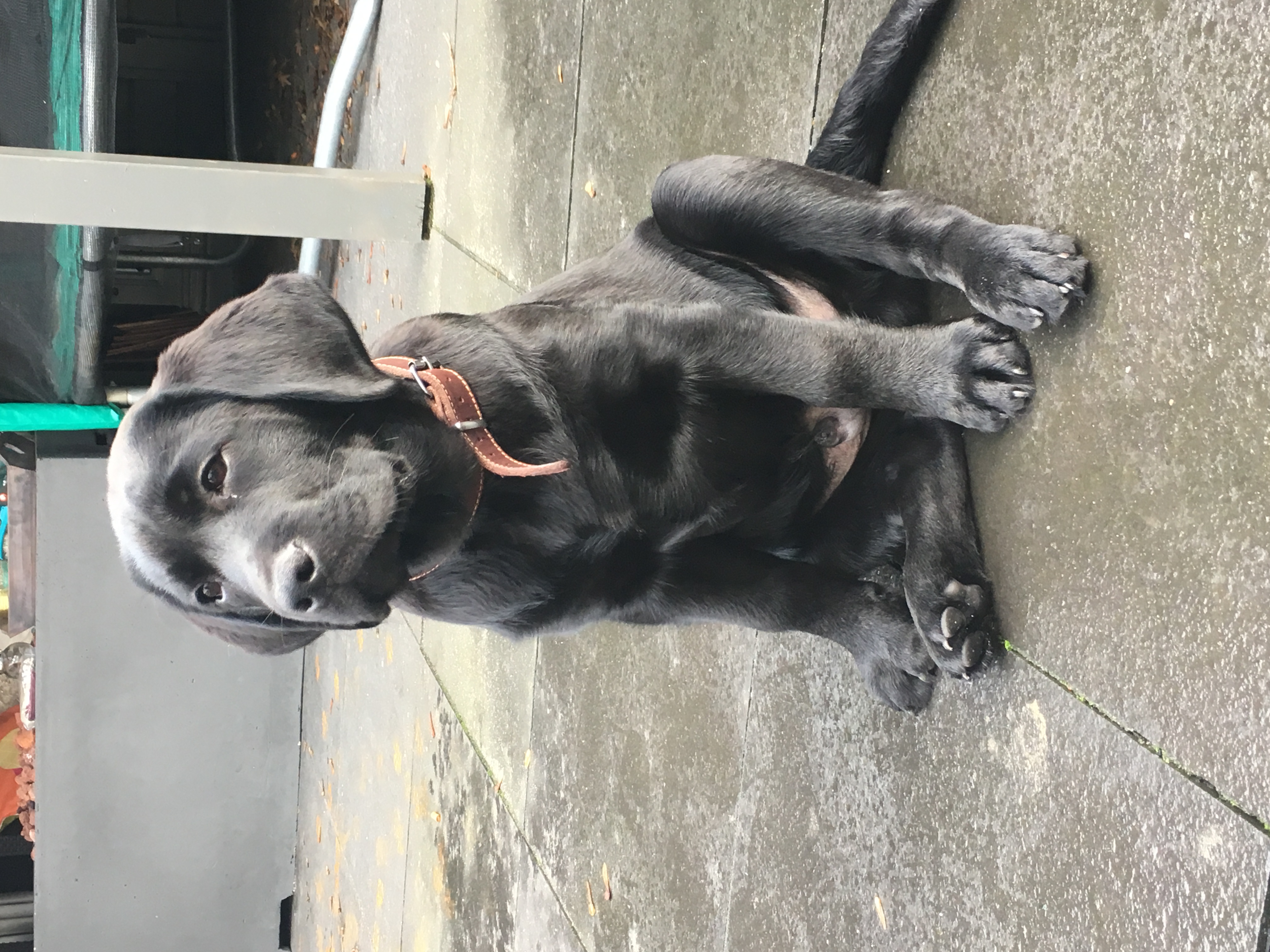 Opvoedcursus met hond